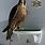 Falconry Perch