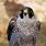 Falcons in Colorado