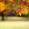 Fall Background Blur