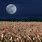 Fall Field with Moon