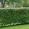 Fast Growing Privacy Hedge Plants