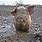 Fat Pig in Mud