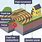 Features of an Earthquake