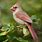 Female Red Cardinal Bird