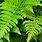 Fern Examples