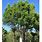 Ficus Tree Images