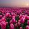 Field of Pink Flowers Tulips