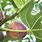 Fig Tree Seasons