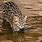 Fishing Cat Looking Up
