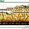 Flakpanzer Maus