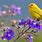 Floral and Bird Wallpaper