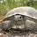 Florida Tortoise