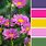 Flower Color Schemes