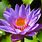Flower Lotu Purple Water Lily