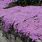 Flowering Thyme Ground Cover