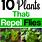 Fly Repellent Plants