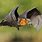Flying Bat Photo
