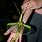 Flying Walking Stick Insect