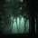 Foggy Dark Forest at Night