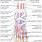 Foot Nerve Chart