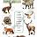 Forest Animals Worksheet