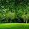 Forest Background for Photoshop