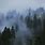 Forest Wallpaper Mist