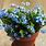 Forget Me Not in Pot
