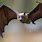 Fox-Faced Bat