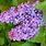 Fragrant Lilac Bush