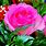 Free Pink Roses Wallpaper