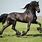 Friesland Horses