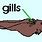 Frog Gill's