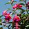 Fuchsia Bush Plant