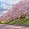 Fuji Japan Mount Cherry Blossoms