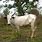 Fulani Cow