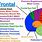 Functional Brain Anatomy