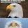 Funny Bald Eagle Memes
