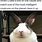 Funny Bunny Memes Clean