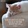 Funny Cat Lover Sayings