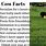 Funny Cow Facts