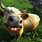 Funny Cow Smiling