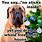 Funny Dog Christmas Sayings