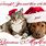 Funny Dog and Cat Christmas Cards