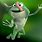 Funny Frog Desktop Wallpaper