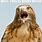 Funny Hawk Pictures