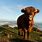 Funny Highland Cow Desktop Wallpaper