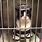 Funny Jail Cat