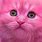 Funny Pink Cat