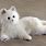 Furreal White Cat